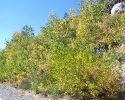 sonora-pass-day-trip-09/28/10
