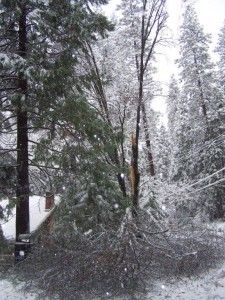 Tree Down At House 1 Had this tree split the other way, my daughter's room would've been smashed!