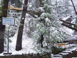 Tree Down At House 4 Photo By Becki Flores Tree Down At House 4 Photo By Becki Flores