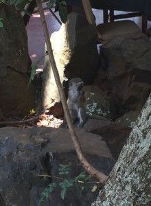 Sweet baby Monkey in Uganda.
