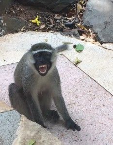Here is a little guy that let Maryann know not to come to close.